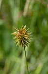 Manyflower flatsedge